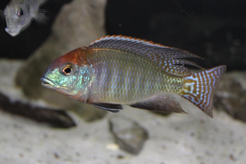 Lethrinops sp. 'red cap' Itungi